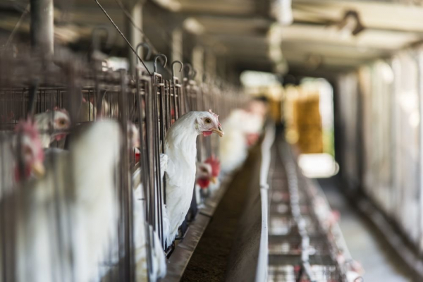   В Калифорнии закрыли птицефабрику из-за вспышки COVID-19 у работников 