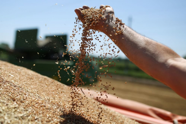  Bloomberg заявил о лидерстве России на рынке пшеницы 