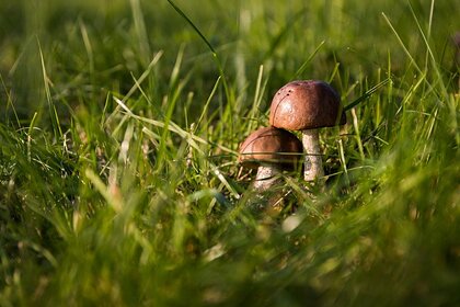 Раскрыта опасность съедобных грибов