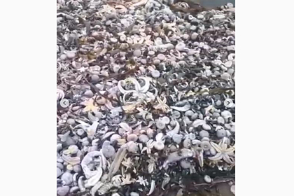 На камчатский пляж выбросило тысячи морских животных